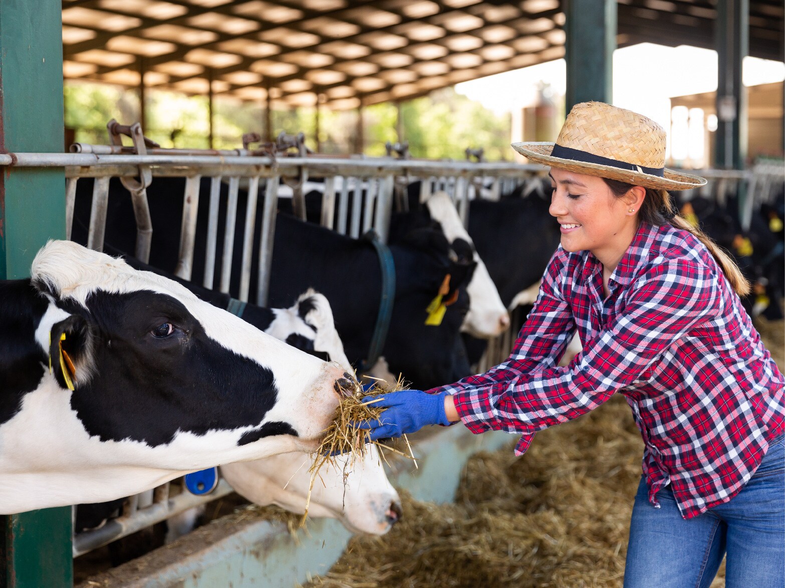 Animal Husbandry Thumbnail